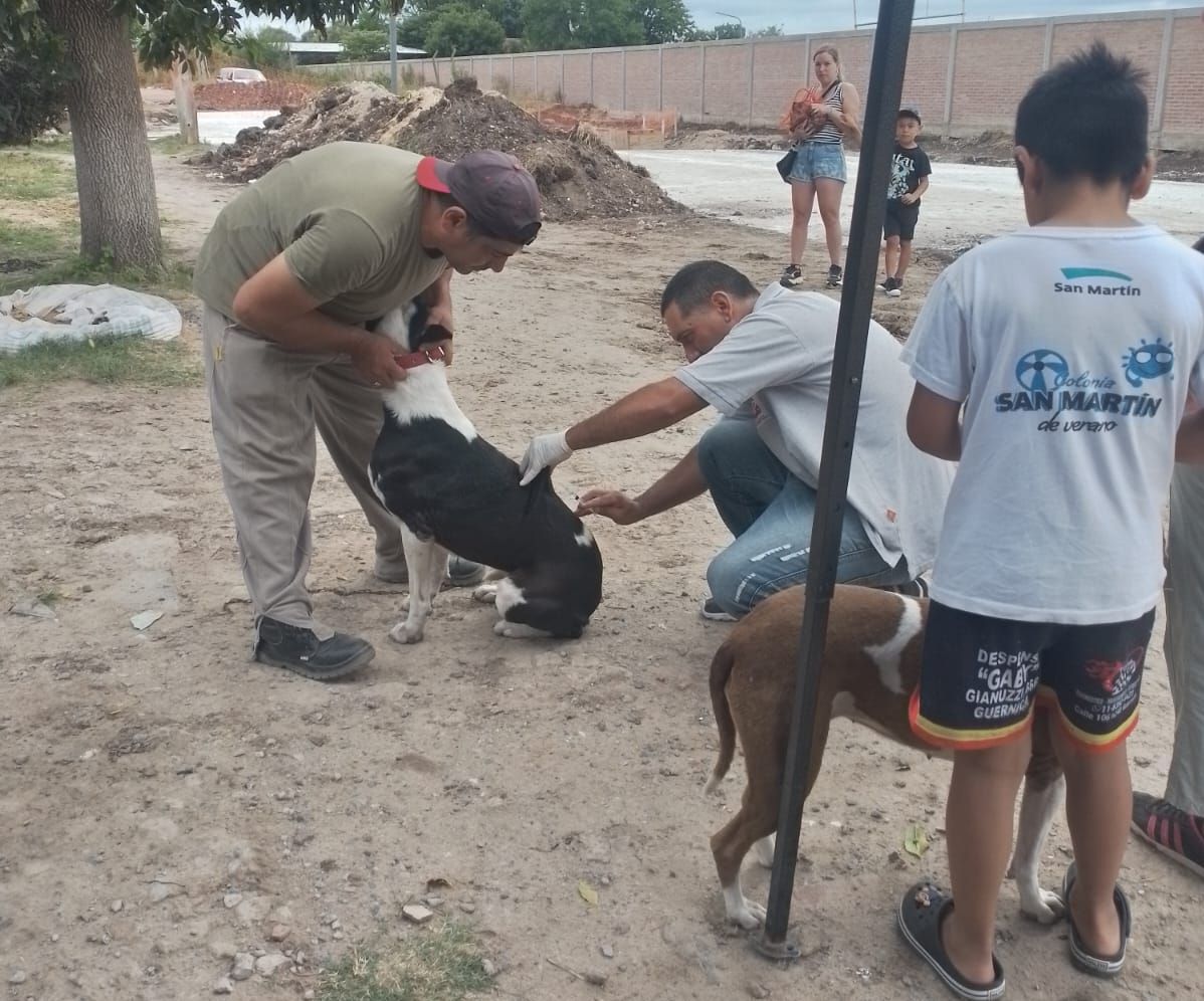 GESTIÓN / JORNADA DE VACUNACIÓN ANTIRRÁBICA EN EL BARRIO NUMANCIA NORTE